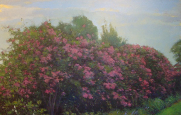 Daisy Craddock - Crepe myrtle, Holly Springs