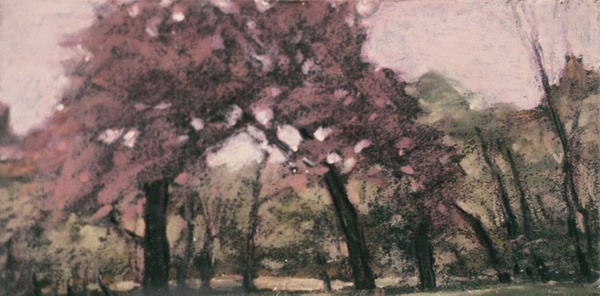 Daisy Craddock - Cherry Trees, Central Park