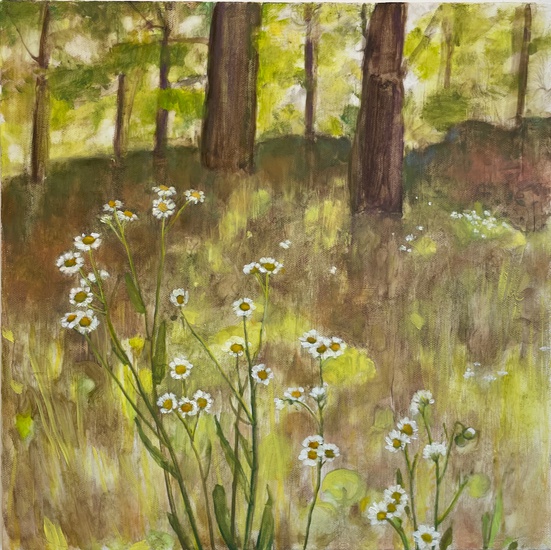 Daisy Craddock - Asters by the Woods