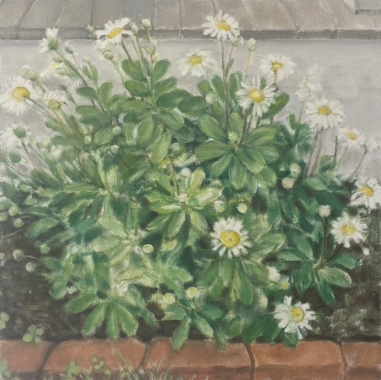 Daisy Craddock - Daisies (front bed)