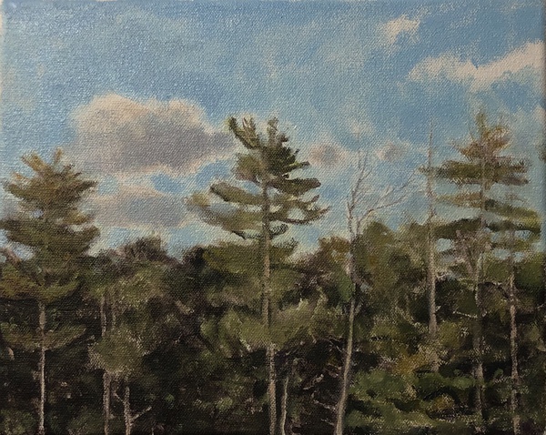 Daisy Craddock - Pines at the Rail Trail